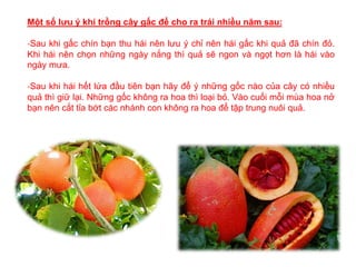 Một số lưu ý khi trồng cây gấc để cho ra trái nhiều năm sau:
-Sau khi gấc chín bạn thu hái nên lưu ý chỉ nên hái gấc khi quả đã chín đỏ.
Khi hái nên chọn những ngày nắng thì quả sẽ ngon và ngọt hơn là hái vào
ngày mưa.
-Sau khi hái hết lứa đầu tiên bạn hãy để ý những gốc nào của cây có nhiều
quả thì giữ lại. Những gốc không ra hoa thì loại bỏ. Vào cuối mỗi mùa hoa nở
bạn nên cắt tỉa bớt các nhánh con không ra hoa để tập trung nuôi quả.
 