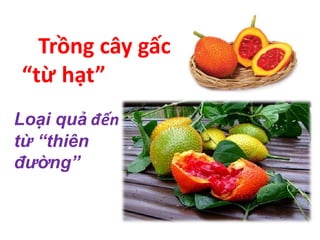 Trồng cây gấc
“từ hạt”
Loại quả đến
từ “thiên
đường”
 