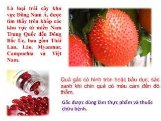 Là loại trái cây khu
vực Đông Nam Á, được
tìm thấy trên khắp các
khu vực từ miền Nam
Trung Quốc đến Đông
Bắc Úc, bao gồm Thái
Lan, Lào, Myanmar,
Campuchia và Việt
Nam.
Quả gấc có hình tròn hoặc bầu dục, sắc
xanh khi chín quả có màu cam đến đỏ
thẫm.
Gấc được dùng làm thực phẩm và thuốc
chữa bệnh.
 