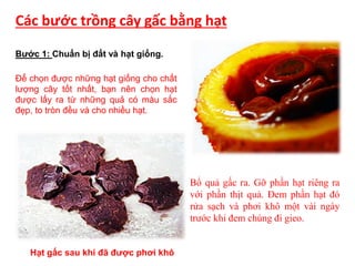 Các bước trồng cây gấc bằng hạt
Bước 1: Chuẩn bị đất và hạt giống.
Để chọn được những hạt giống cho chất
lượng cây tốt nhất, bạn nên chọn hạt
được lấy ra từ những quả có màu sắc
đẹp, to tròn đều và cho nhiều hạt.
Hạt gấc sau khi đã được phơi khô
Bổ quả gấc ra. Gỡ phần hạt riêng ra
với phần thịt quả. Đem phần hạt đó
rửa sạch và phơi khô một vài ngày
trước khi đem chúng đi gieo.
 