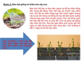 Bước 2: Gieo hạt giống và chăm sóc cây con.
Bạn bóc hết lớp vỏ đen bên ngoài và để lại nhân trắng
bên trong để trồng. Như thế cây sẽ nhanh nảy mầm
hơn. Khi đã có nhân trắng bạn tiến hành ngâm chúng
vào nước ấm trong vài tiếng rồi sau đó đem gieo xuống
những khay gieo hạt chuyên dụng. Cho vào khay gieo
hạt loại đất thịt nhẹ có pha lẫn mùn sẽ giúp hạt giống
nảy mầm tốt hơn. Sau khi gieo đem tưới nước giữ ẩm
ngay và đặt chúng dưới ánh sáng đèn. Chỉ khoảng 6
đến 7 ngày là hạt sẽ nảy mầm.
Sau khoảng 1 tuần hạt đã
nảy mầm. Mầm cây gấc lúc
này đạt chiều cao khoảng
6cm.
 