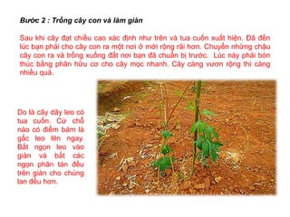 Bước 2 : Trồng cây con và làm giàn
Sau khi cây đạt chiều cao xác định như trên và tua cuốn xuất hiện. Đã đến
lúc bạn phải cho cây con ra một nơi ở mới rộng rãi hơn. Chuyển những chậu
cây con ra và trồng xuống đất nơi bạn đã chuẩn bị trước. Lúc này phải bón
thúc bằng phân hữu cơ cho cây mọc nhanh. Cây càng vươn rộng thì càng
nhiều quả.
Do là cây dây leo có
tua cuốn. Cứ chỗ
nào có điểm bám là
gấc leo lên ngay.
Bắt ngọn leo vào
giàn và bắt các
ngọn phân tán đều
trên giàn cho chúng
lan đều hơn.
 