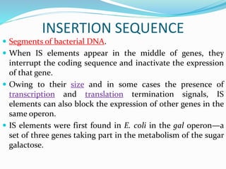 INSERTION SEQUENCE
 Segments of bacterial DNA.
 When IS elements appear in the middle of genes, they
interrupt the coding sequence and inactivate the expression
of that gene.
 Owing to their size and in some cases the presence of
transcription and translation termination signals, IS
elements can also block the expression of other genes in the
same operon.
 IS elements were first found in E. coli in the gal operon—a
set of three genes taking part in the metabolism of the sugar
galactose.
 
