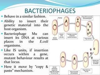 BACTERIOPHAGES
 Behave in a similar fashion.
 Ability to insert their
genetic material into the
host organism.
 Bacteriophage Mu can
insert its DNA at various
places in the E.coli
organisms.
 Like IS units, if insertion
occurs within a gene,
mutant behaviour results at
that locus.
 Here it move by “copy &
paste” mechanism.
 