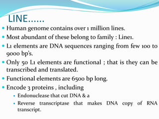 LINE......
 Human genome contains over 1 million lines.
 Most abundant of these belong to family : Line1.
 L1 elements are DNA sequences ranging from few 100 to
9000 bp’s.
 Only 50 L1 elements are functional ; that is they can be
transcribed and translated.
 Functional elements are 6500 bp long.
 Encode 3 proteins , including
 Endonuclease that cut DNA & a
 Reverse transcriptase that makes DNA copy of RNA
transcript.
 
