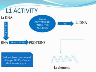 L1 ACTIVITY
L1 DNA
L1 DNA
RNA PROTEINS
L1 element
R
N
A
P
O
L
2
TRANSLATION
Endonuclease cuts a strand
of “target DNA” , often in
the intron of a gene.
RNA &
PROTEINS RE-
ENTER THE
NUCLEUS
RT
 