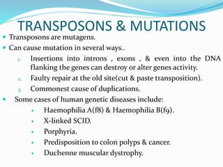 TRANSPOSONS & MUTATIONS
 Transposons are mutagens.
 Can cause mutation in several ways..
1. Insertions into introns , exons , & even into the DNA
flanking the genes can destroy or alter genes activity.
2. Faulty repair at the old site(cut & paste transposition).
3. Commonest cause of duplications.
 Some cases of human genetic diseases include:
 Haemophilia A(f8) & Haemophilia B(f9).
 X-linked SCID.
 Porphyria.
 Predisposition to colon polyps & cancer.
 Duchenne muscular dystrophy.
 