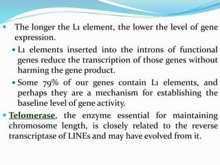  The longer the L1 element, the lower the level of gene
expression.
 L1 elements inserted into the introns of functional
genes reduce the transcription of those genes without
harming the gene product.
 Some 79% of our genes contain L1 elements, and
perhaps they are a mechanism for establishing the
baseline level of gene activity.
 Telomerase, the enzyme essential for maintaining
chromosome length, is closely related to the reverse
transcriptase of LINEs and may have evolved from it.
 