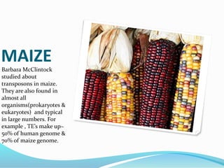 MAIZE
Barbara McClintock
studied about
transposons in maize.
They are also found in
almost all
organisms(prokaryotes &
eukaryotes) and typical
in large numbers. For
example , TE’s make up~
50% of human genome &
70% of maize genome.
 