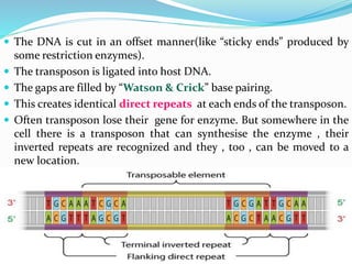  The DNA is cut in an offset manner(like “sticky ends” produced by
some restriction enzymes).
 The transposon is ligated into host DNA.
 The gaps are filled by “Watson & Crick” base pairing.
 This creates identical direct repeats at each ends of the transposon.
 Often transposon lose their gene for enzyme. But somewhere in the
cell there is a transposon that can synthesise the enzyme , their
inverted repeats are recognized and they , too , can be moved to a
new location.
 