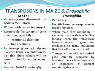 Transposons in bacteria | PPTX