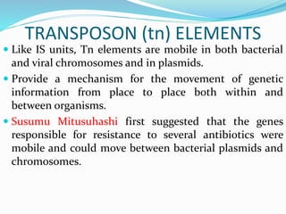 TRANSPOSON (tn) ELEMENTS
 Like IS units, Tn elements are mobile in both bacterial
and viral chromosomes and in plasmids.
 Provide a mechanism for the movement of genetic
information from place to place both within and
between organisms.
 Susumu Mitusuhashi first suggested that the genes
responsible for resistance to several antibiotics were
mobile and could move between bacterial plasmids and
chromosomes.
 