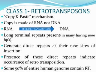 CLASS 1- RETROTRANSPOSONS
 “Copy & Paste” mechanism.
 Copy is made of RNA not DNA.
 RNA DNA.
 Long terminal repeats present(in many having 1000
bp’s).
 Generate direct repeats at their new sites of
insertion.
 Presence of these direct repeats indicate
occurrence of retro transposition.
 Some 50% of entire human genome contain RT.
REVERSE TRANSCRIPTASE
 