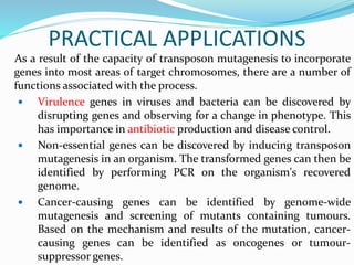 PRACTICAL APPLICATIONS
As a result of the capacity of transposon mutagenesis to incorporate
genes into most areas of target chromosomes, there are a number of
functions associated with the process.
 Virulence genes in viruses and bacteria can be discovered by
disrupting genes and observing for a change in phenotype. This
has importance in antibiotic production and disease control.
 Non-essential genes can be discovered by inducing transposon
mutagenesis in an organism. The transformed genes can then be
identified by performing PCR on the organism's recovered
genome.
 Cancer-causing genes can be identified by genome-wide
mutagenesis and screening of mutants containing tumours.
Based on the mechanism and results of the mutation, cancer-
causing genes can be identified as oncogenes or tumour-
suppressor genes.
 