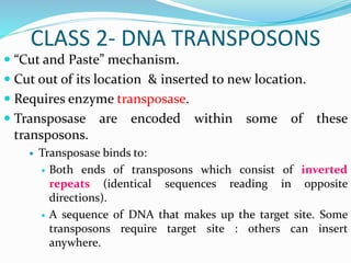 CLASS 2- DNA TRANSPOSONS
 “Cut and Paste” mechanism.
 Cut out of its location & inserted to new location.
 Requires enzyme transposase.
 Transposase are encoded within some of these
transposons.
 Transposase binds to:
 Both ends of transposons which consist of inverted
repeats (identical sequences reading in opposite
directions).
 A sequence of DNA that makes up the target site. Some
transposons require target site : others can insert
anywhere.
 