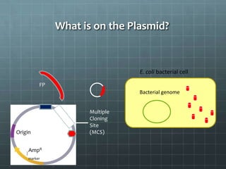 What is on the Plasmid?


                                        E. coli bacterial cell

           FP
                                        Bacterial genome


           promoter          Multiple
                             Cloning
                             Site
Origin                       (MCS)
                      Stop

     AmpR
     (selectable
     marker)
 