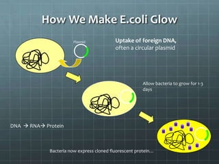 How We Make E.coli Glow
                       Plasmid             Uptake of foreign DNA,
                                           often a circular plasmid




                                                       Allow bacteria to grow for 1-3
                                                       days




DNA  RNA Protein



             Bacteria now express cloned fluorescent protein…
 