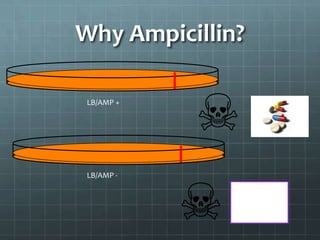 Why Ampicillin?

 LB/AMP +




 LB/AMP -
 