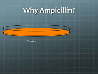 Why Ampicillin?


LB/No Amp
 