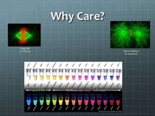 Why Care?

Frog Cell
C.E. Walczak               Worm Embryo
                           I.M. Cheeseman
 
