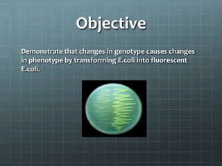 Objective
Demonstrate that changes in genotype causes changes
in phenotype by transforming E.coli into fluorescent
E.coli.
 