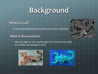 Background
What is E.coli?
   A rod shaped bacterium found in our lower intestines


What is fluorescence?
    Absorbs light at one wavelength (UV) and re-emits light
    at a visible wavelength (color)
 