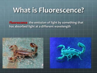 What is Fluorescence?
Fluorescence: the emission of light by something that
has absorbed light at a different wavelength
 