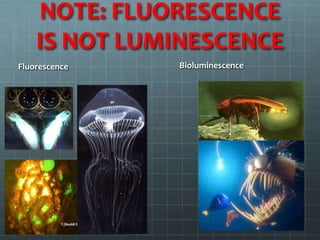 NOTE: FLUORESCENCE
    IS NOT LUMINESCENCE
Fluorescence   Bioluminescence
 