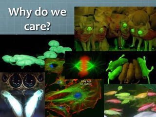 Why do we
  care?
  Because it’s cool!




                       Frog Cell
                       C.E. Walczak
 