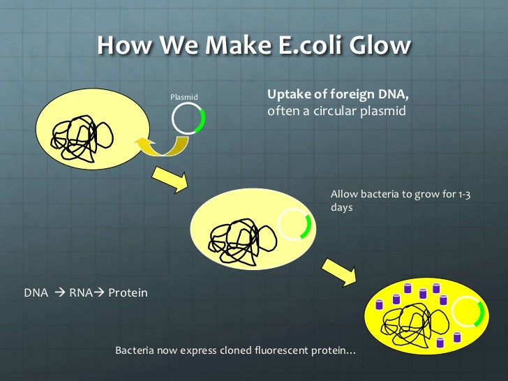 Bacterial Transformation Lab