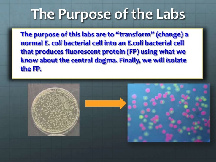 Bacterial Transformation Lab