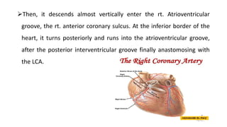 Then, it descends almost vertically enter the rt. Atrioventricular
groove, the rt. anterior coronary sulcus. At the infer...