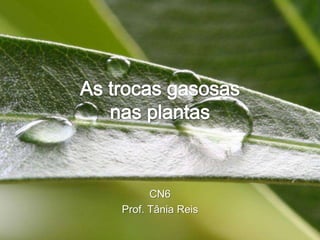 As trocas gasosas nas plantas CN6 Prof. Tânia Reis 