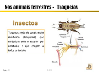 Nos animais terrestres - Traqueias



       Traqueias: rede de canais muito
       ramificada   (traquíolas)   que
       contactam com o exterior por
       aberturas, e que chegam a
       todos os tecidos




Page  10                                IL 2011
 