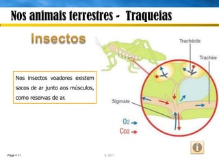 Nos animais terrestres - Traqueias



     Nos insectos voadores existem
     sacos de ar junto aos músculos,
     como reservas de ar.




Page  11                              IL 2011
 