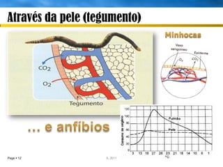 Através da pele (tegumento)




Page  12           IL 2011
 