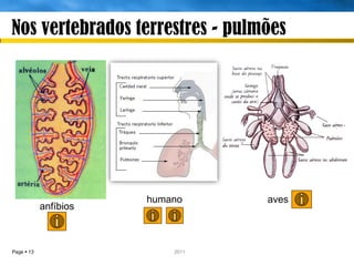 Nos vertebrados terrestres - pulmões




                       humano       aves
            anfíbios



Page  13                 IL 2011
 