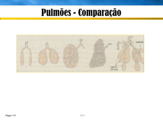 Pulmões - Comparação




Page  14            IL 2011
 