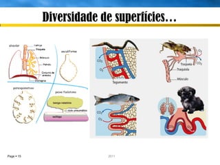 Diversidade de superfícies…




Page  15               IL 2011
 