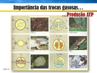 Importância das trocas gasosas…




Page  16                 IL 2011
 