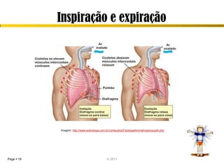 Inspiração e expiração




            Imagem: http://www.sobiologia.com.br/conteudos/FisiologiaAnimal/respiracao6.php




Page  18                                      IL 2011
 