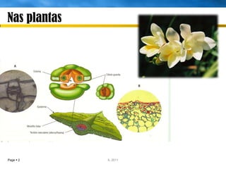 Nas plantas




Page  2      IL 2011
 