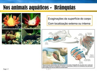 Nos animais aquáticos - Brânquias
                     Evaginações da superfície do corpo
                     Com localização externa ou interna




Page  7           IL 2011
 