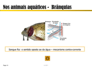 Nos animais aquáticos - Brânquias




           Sangue flui o sentido oposto ao da água – mecanismo contra-corrente




Page  8                                   IL 2011
 