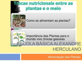 ESCOLA BÁSICA ALEXANDRE
HERCULANO
Alimentação das Plantas
 