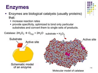 Enzymes
119
Catalase: 2H2O2  O2(g) + 2H2O
 Enzymes are biological catalysts (usually proteins)
that:
 increase reaction rates
 provide specificity, optimized to bind only particular
substrates and convert them to single sets of products.
 
