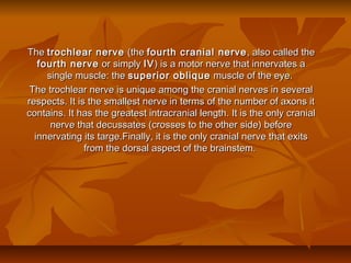 TheThe trochlear nervetrochlear nerve (the(the fourth cranial nervefourth cranial nerve , also called the, also called the
fourth nervefourth nerve or simplyor simply IVIV) is a motor nerve that innervates a) is a motor nerve that innervates a
single muscle: thesingle muscle: the superior obliquesuperior oblique muscle of the eye.muscle of the eye.
The trochlear nerve is unique among the cranial nerves in severalThe trochlear nerve is unique among the cranial nerves in several
respects. It is the smallest nerve in terms of the number of axons itrespects. It is the smallest nerve in terms of the number of axons it
contains. It has the greatest intracranial length. It is the only cranialcontains. It has the greatest intracranial length. It is the only cranial
nerve that decussates (crosses to the other side) beforenerve that decussates (crosses to the other side) before
innervating its targe.Finally, it is the only cranial nerve that exitsinnervating its targe.Finally, it is the only cranial nerve that exits
from the dorsal aspect of the brainstem.from the dorsal aspect of the brainstem.
 