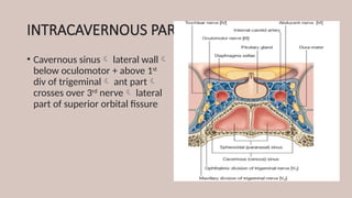 INTRACAVERNOUS PART
• Cavernous sinus lateral wall
below oculomotor + above 1st
div of trigeminal ant part
crosses over 3rd
nerve lateral
part of superior orbital fissure
 
