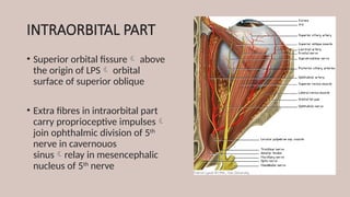 INTRAORBITAL PART
• Superior orbital fissure above
the origin of LPS orbital
surface of superior oblique
• Extra fibres in intraorbital part
carry proprioceptive impulses
join ophthalmic division of 5th
nerve in cavernouos
sinusrelay in mesencephalic
nucleus of 5th
nerve
 