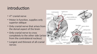 introduction
• 4TH
cranial nerve
• Motor in function, supplies only
superior oblique
• Only cranial nerve that arises from
the dorsal aspect of the brain
• Only cranial nerve to cross
completely to the other side (arises
from the contralateral nucleus)
• Longest and thinnest of all cranial
nerves
 